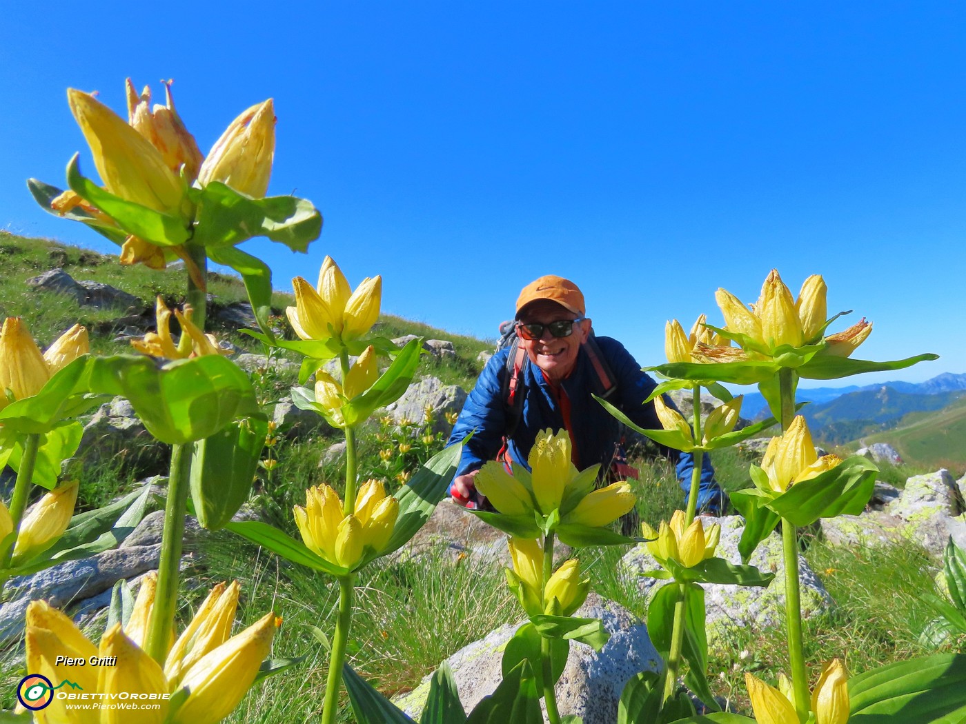 13 Gentiana punctata (Genziana maculata).JPG
